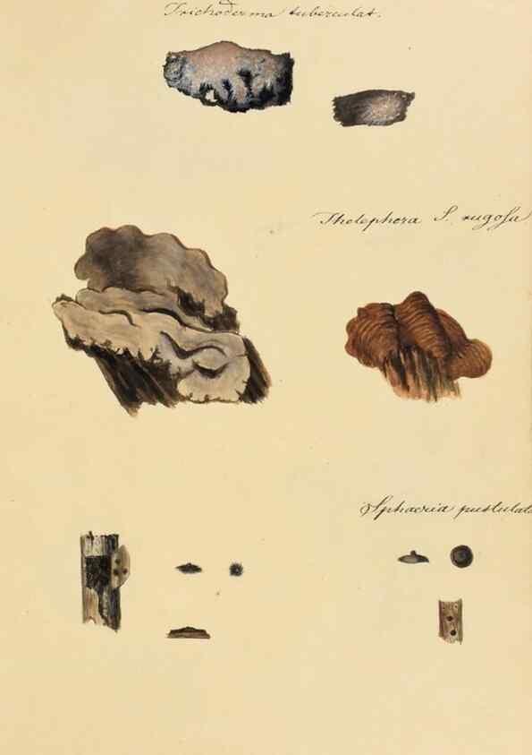 Reproducción/Reproduction 36757901176: Icones fungorum Niskiensium /. [before 1805]