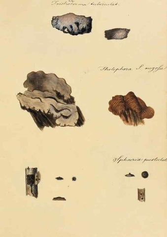 Reproducción/Reproduction 36757901176: Icones fungorum Niskiensium /. [before 1805]