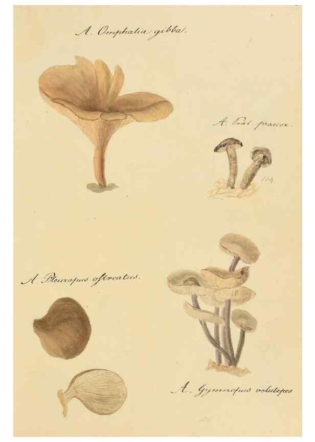 Reproducción/Reproduction 36757903456: Icones fungorum Niskiensium /. [before 1805]