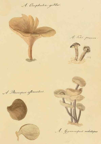 Reproducción/Reproduction 36757903456: Icones fungorum Niskiensium /. [before 1805]