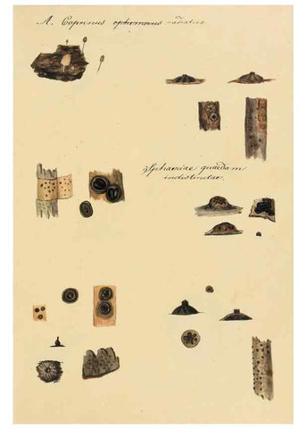 Reproducción/Reproduction 36757906016: Icones fungorum Niskiensium /. [before 1805]