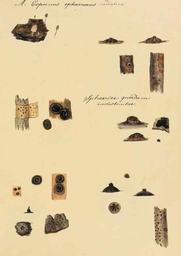 Reproducción/Reproduction 36757906016: Icones fungorum Niskiensium /. [before 1805]