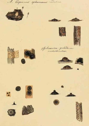 Reproducción/Reproduction 36757906016: Icones fungorum Niskiensium /. [before 1805]