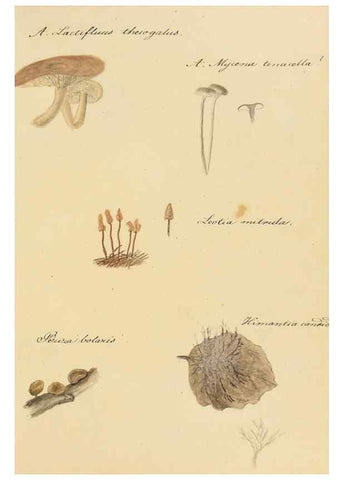 Reproducción/Reproduction 36757907796: Icones fungorum Niskiensium /. [before 1805]