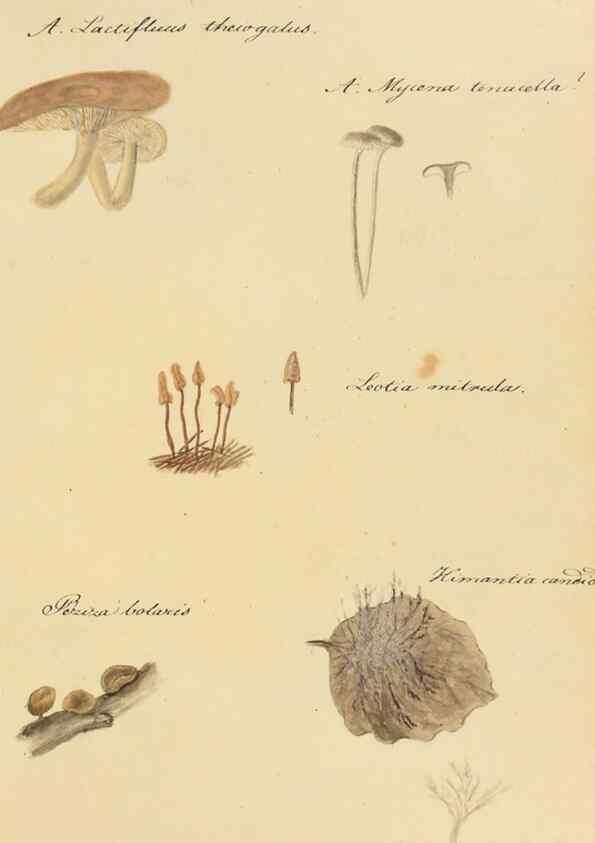 Reproducción/Reproduction 36757907796: Icones fungorum Niskiensium /. [before 1805]