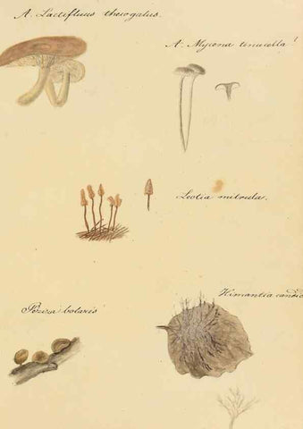 Reproducción/Reproduction 36757907796: Icones fungorum Niskiensium /. [before 1805]