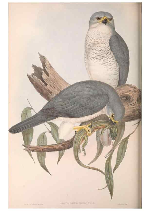 Reproducción/Reproduction 36951409015: The birds of Australia.. London,Printed by R. and J. E. Taylor; pub. by the author,[1840]-48.