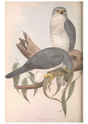 Reproducción/Reproduction 36951409015: The birds of Australia.. London,Printed by R. and J. E. Taylor; pub. by the author,[1840]-48.