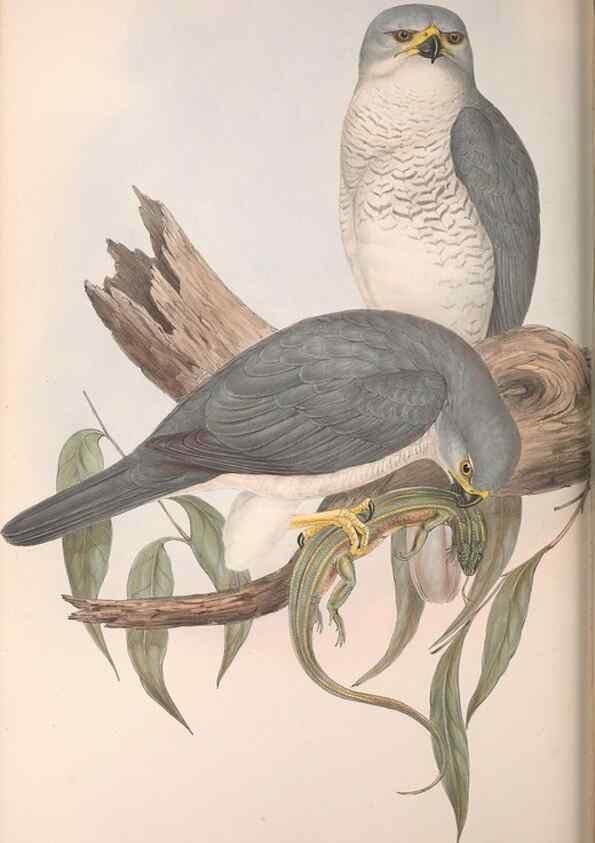 Reproducción/Reproduction 36951409015: The birds of Australia.. London,Printed by R. and J. E. Taylor; pub. by the author,[1840]-48.