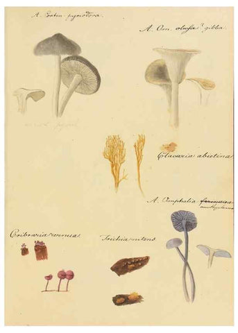 Reproducción/Reproduction 36757909036: Icones fungorum Niskiensium /. [before 1805]