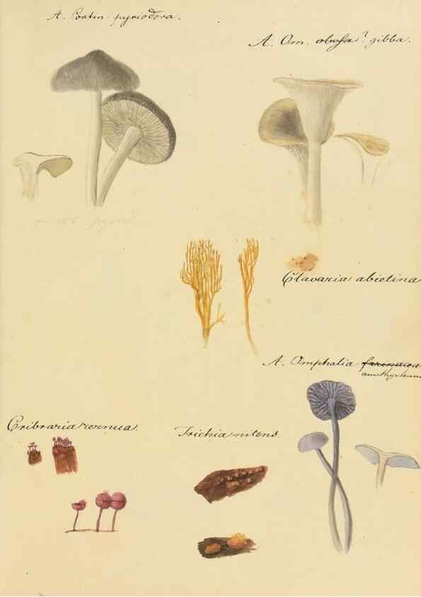 Reproducción/Reproduction 36757909036: Icones fungorum Niskiensium /. [before 1805]