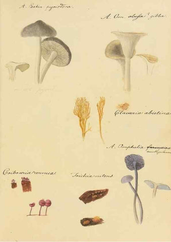 Reproducción/Reproduction 36757909036: Icones fungorum Niskiensium /. [before 1805]