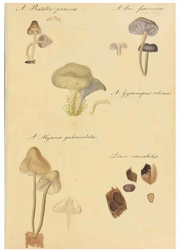 Reproducción/Reproduction 36137156383: Icones fungorum Niskiensium /. [before 1805]