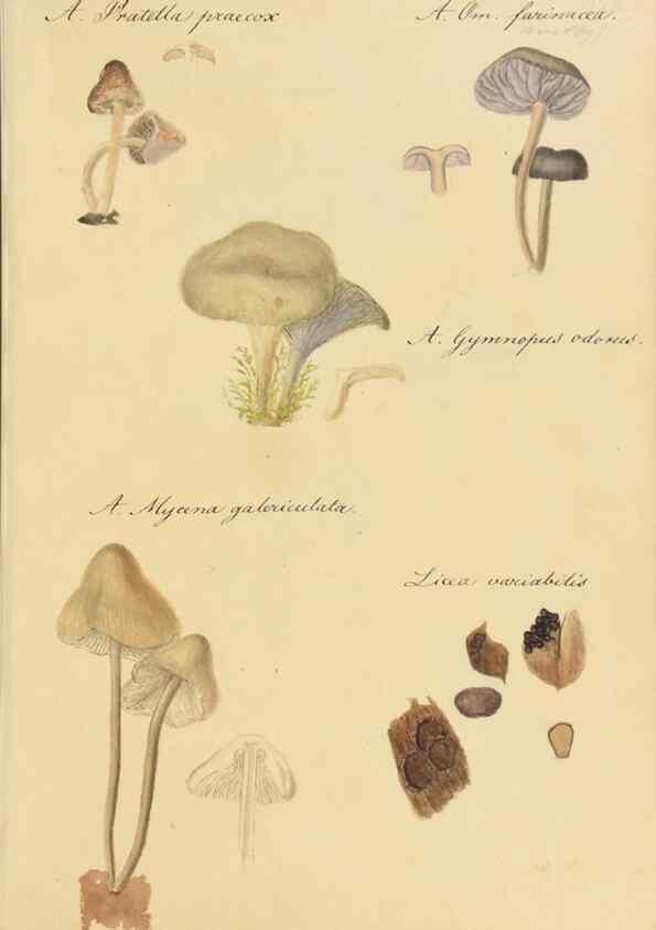 Reproducción/Reproduction 36137156383: Icones fungorum Niskiensium /. [before 1805]
