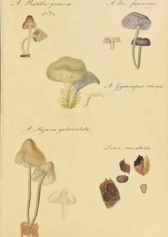 Reproducción/Reproduction 36137156383: Icones fungorum Niskiensium /. [before 1805]
