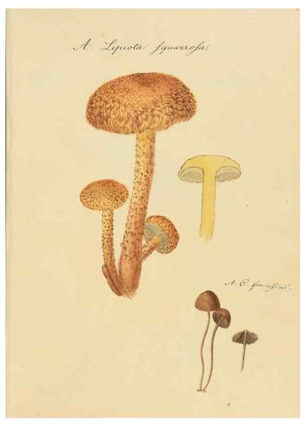 Reproducción/Reproduction 36137158143: Icones fungorum Niskiensium /. [before 1805]