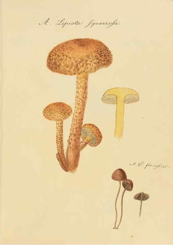 Reproducción/Reproduction 36137158143: Icones fungorum Niskiensium /. [before 1805]