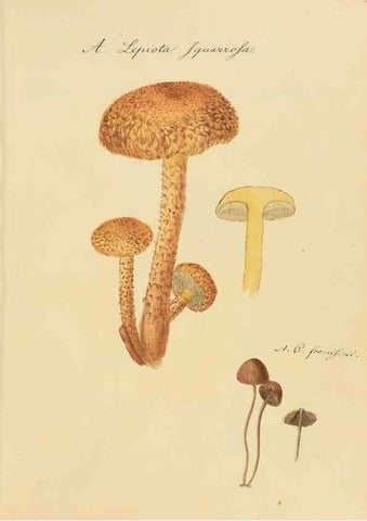 Reproducción/Reproduction 36137158143: Icones fungorum Niskiensium /. [before 1805]