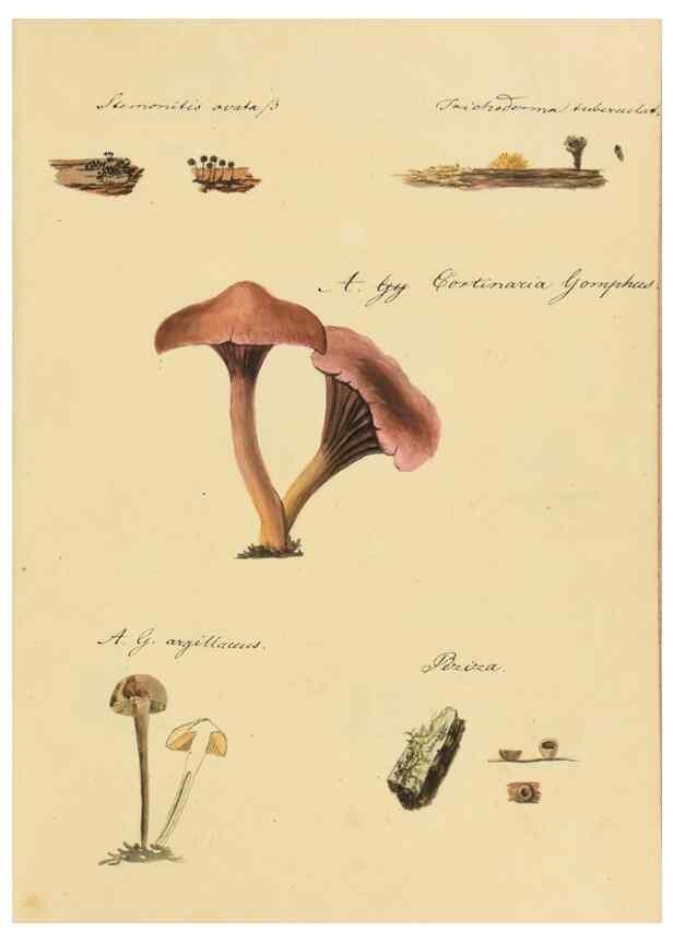 Reproducción/Reproduction 36137160203: Icones fungorum Niskiensium /. [before 1805]