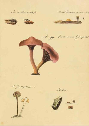 Reproducción/Reproduction 36137160203: Icones fungorum Niskiensium /. [before 1805]