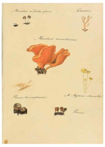 Reproducción/Reproduction 36111120324: Icones fungorum Niskiensium /. [before 1805]