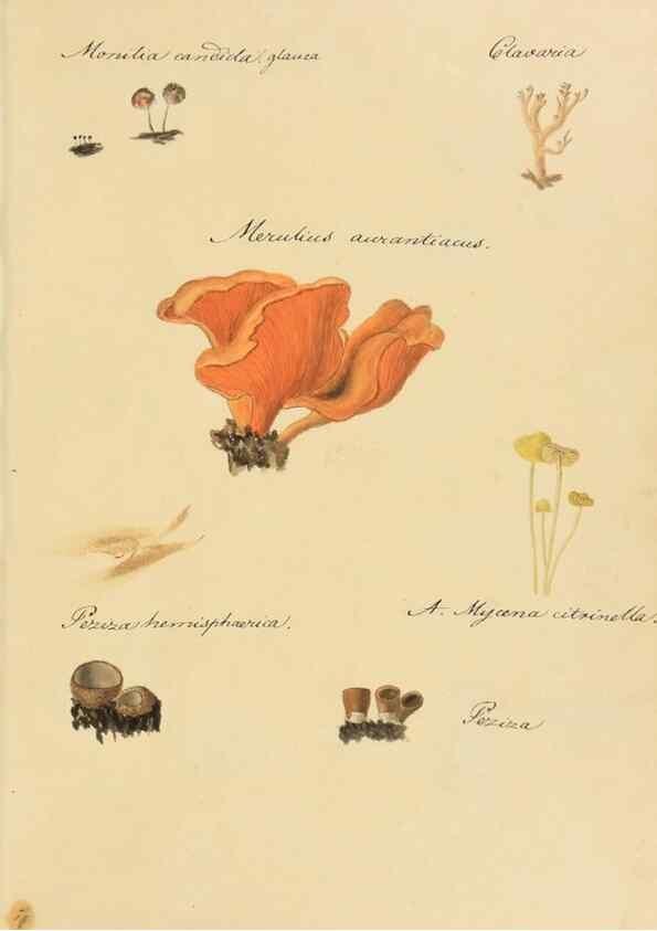 Reproducción/Reproduction 36111120324: Icones fungorum Niskiensium /. [before 1805]