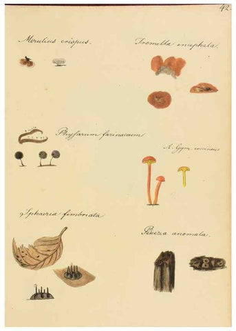 Reproducción/Reproduction 36111123574: Icones fungorum Niskiensium /. [before 1805]