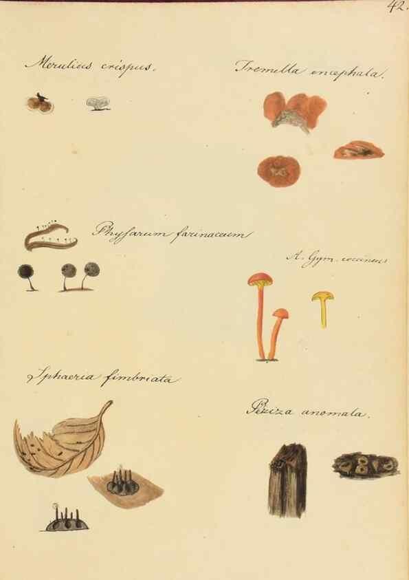 Reproducción/Reproduction 36111123574: Icones fungorum Niskiensium /. [before 1805]