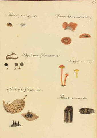 Reproducción/Reproduction 36111123574: Icones fungorum Niskiensium /. [before 1805]
