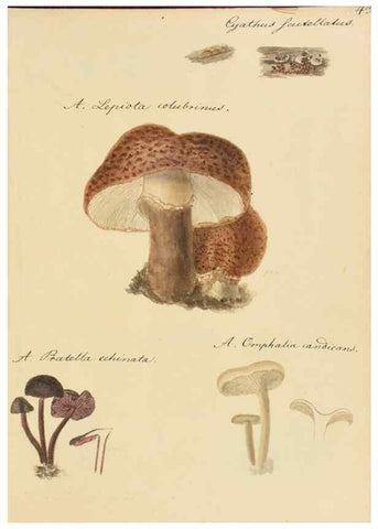 Reproducción/Reproduction 36111127914: Icones fungorum Niskiensium /. [before 1805]