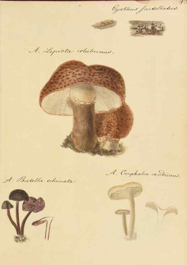 Reproducción/Reproduction 36111127914: Icones fungorum Niskiensium /. [before 1805]