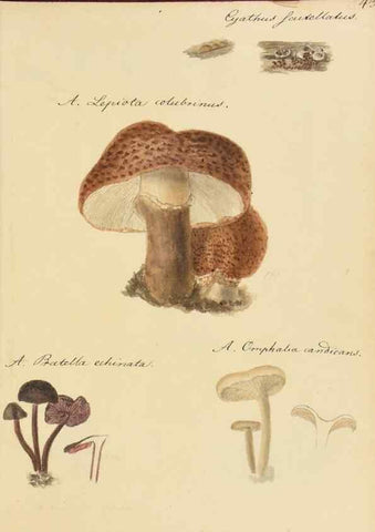 Reproducción/Reproduction 36111127914: Icones fungorum Niskiensium /. [before 1805]