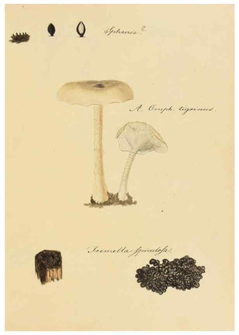 Reproducción/Reproduction 36111131734: Icones fungorum Niskiensium /. [before 1805]