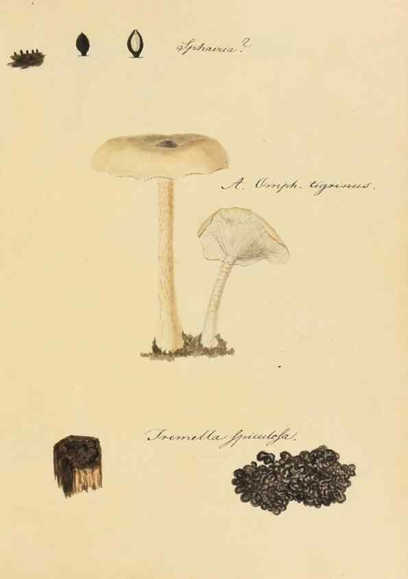 Reproducción/Reproduction 36111131734: Icones fungorum Niskiensium /. [before 1805]