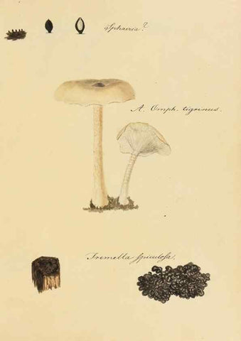 Reproducción/Reproduction 36111131734: Icones fungorum Niskiensium /. [before 1805]