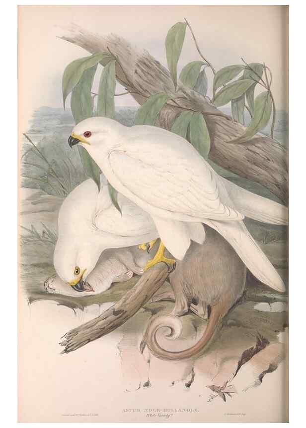 Reproducción/Reproduction 36780225402: The birds of Australia.. London,Printed by R. and J. E. Taylor; pub. by the author,[1840]-48.