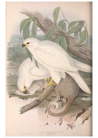 Reproducción/Reproduction 36780225402: The birds of Australia.. London,Printed by R. and J. E. Taylor; pub. by the author,[1840]-48.