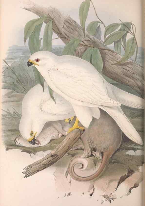 Reproducción/Reproduction 36780225402: The birds of Australia.. London,Printed by R. and J. E. Taylor; pub. by the author,[1840]-48.