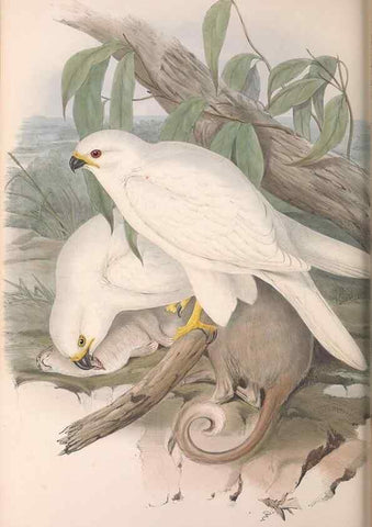 Reproducción/Reproduction 36780225402: The birds of Australia.. London,Printed by R. and J. E. Taylor; pub. by the author,[1840]-48.