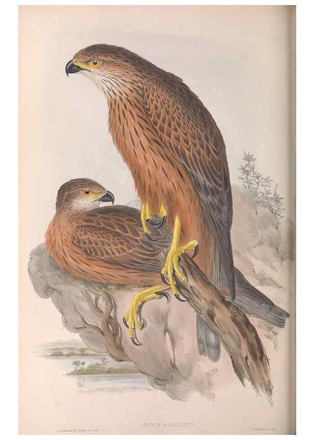 Reproducción/Reproduction 36780228142: The birds of Australia.. London,Printed by R. and J. E. Taylor; pub. by the author,[1840]-48.