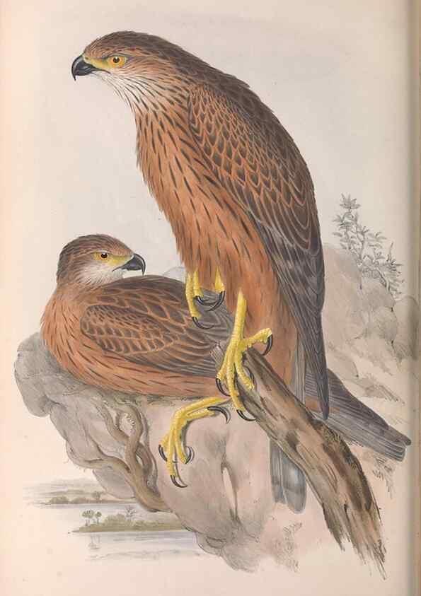 Reproducción/Reproduction 36780228142: The birds of Australia.. London,Printed by R. and J. E. Taylor; pub. by the author,[1840]-48.