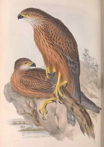 Reproducción/Reproduction 36780228142: The birds of Australia.. London,Printed by R. and J. E. Taylor; pub. by the author,[1840]-48.