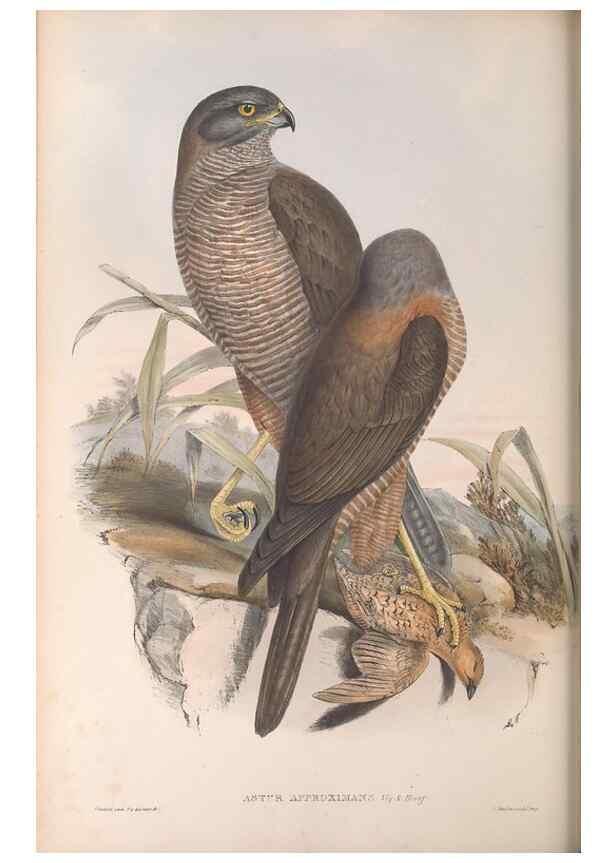 Reproducción/Reproduction 36780231152: The birds of Australia.. London,Printed by R. and J. E. Taylor; pub. by the author,[1840]-48.