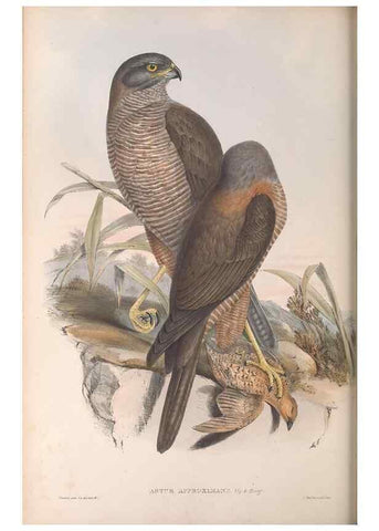 Reproducción/Reproduction 36780231152: The birds of Australia.. London,Printed by R. and J. E. Taylor; pub. by the author,[1840]-48.