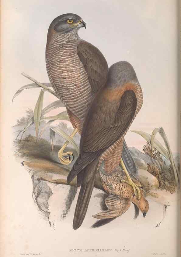 Reproducción/Reproduction 36780231152: The birds of Australia.. London,Printed by R. and J. E. Taylor; pub. by the author,[1840]-48.
