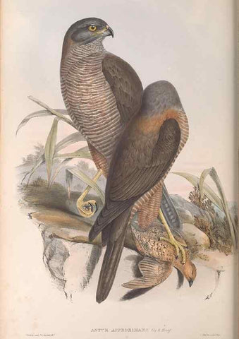 Reproducción/Reproduction 36780231152: The birds of Australia.. London,Printed by R. and J. E. Taylor; pub. by the author,[1840]-48.