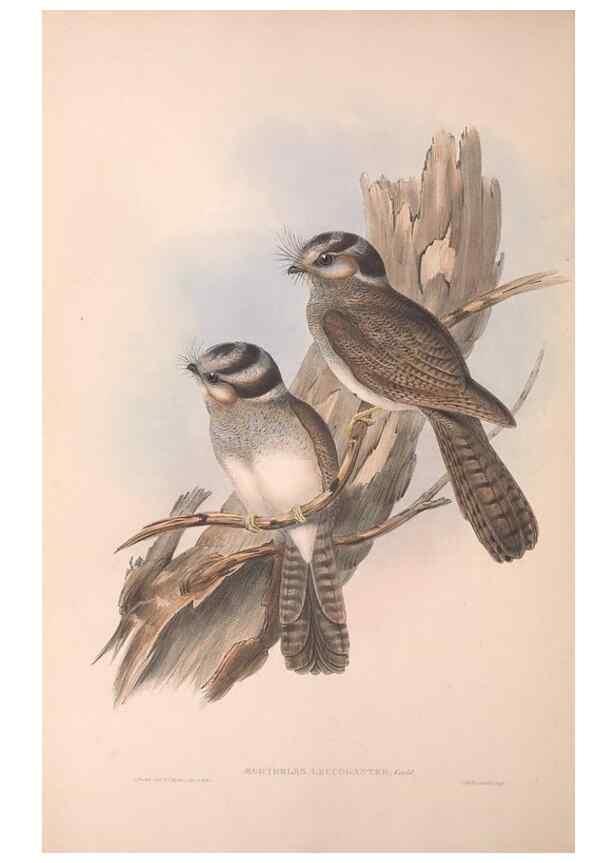 Reproducción/Reproduction 36811819121: The birds of Australia.. London,Printed by R. and J. E. Taylor; pub. by the author,[1840]-48.