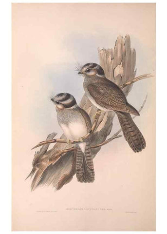 Reproducción/Reproduction 36811819121: The birds of Australia.. London,Printed by R. and J. E. Taylor; pub. by the author,[1840]-48.