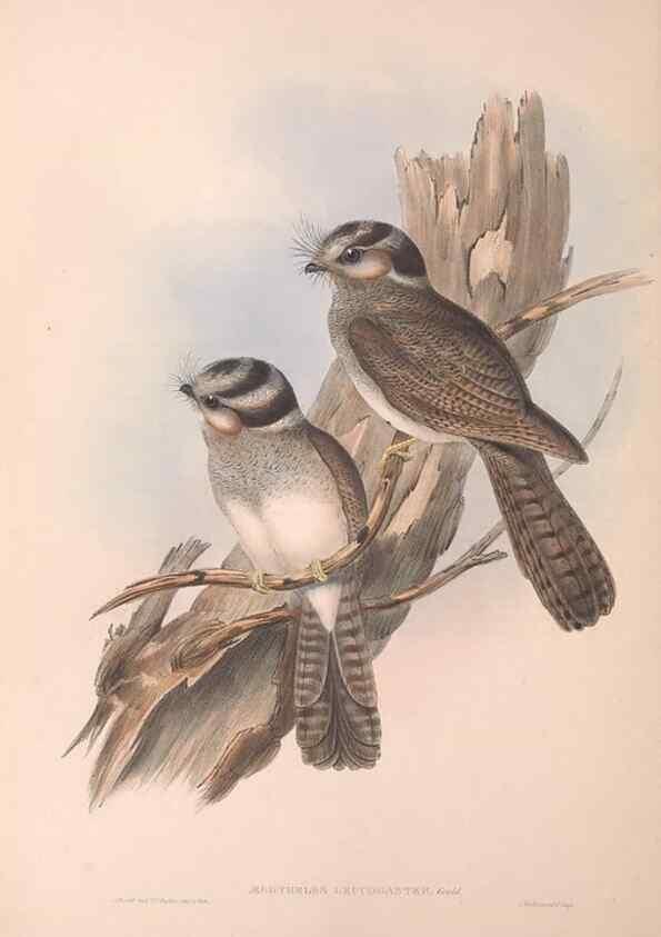 Reproducción/Reproduction 36811819121: The birds of Australia.. London,Printed by R. and J. E. Taylor; pub. by the author,[1840]-48.
