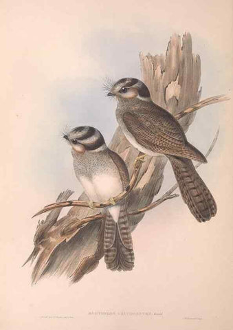 Reproducción/Reproduction 36811819121: The birds of Australia.. London,Printed by R. and J. E. Taylor; pub. by the author,[1840]-48.